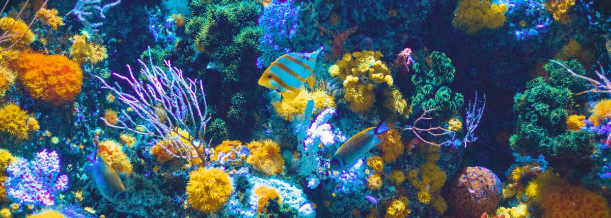 Panoramic view of a coral reef