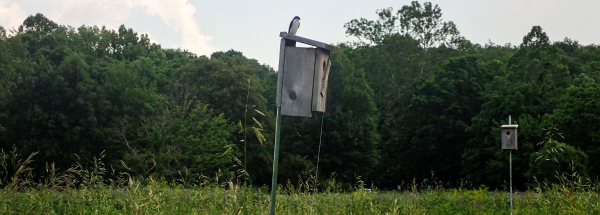 A tree swallow perches atop a constructed nest box at Battelle Darby Creek Metro Park in central Ohio. Photos by Joseph Corra