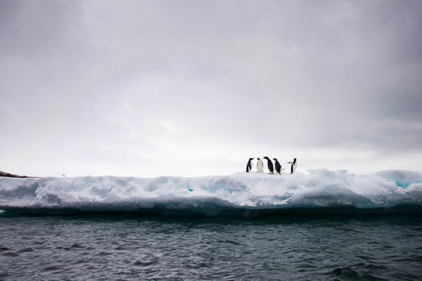 penguins on ice in Antarctica