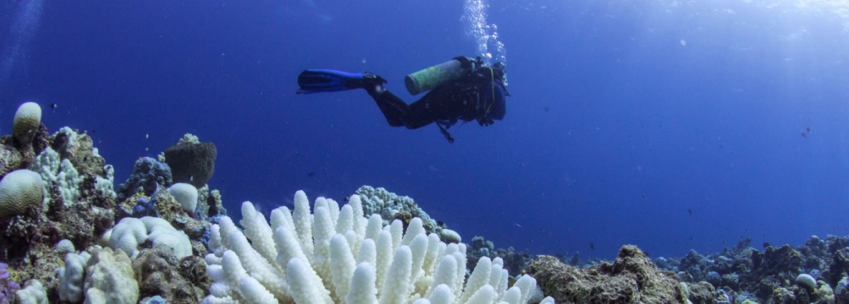 Scuba diver swimming by coral 