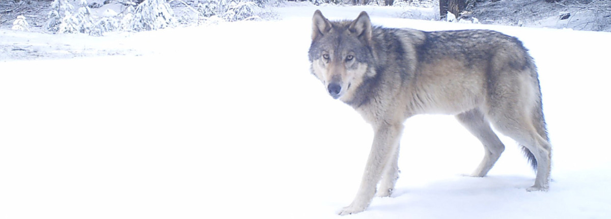A gray wolf walking in a snow covered forest.