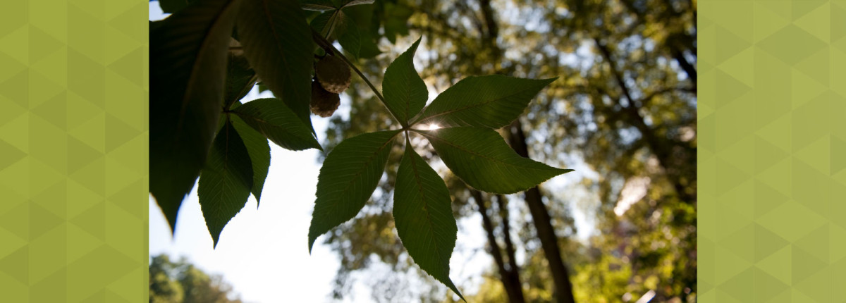 Sunshine through a buckeye tree leaf