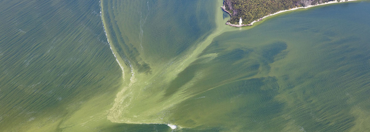 Harmful algal bloom in Lake Erie.