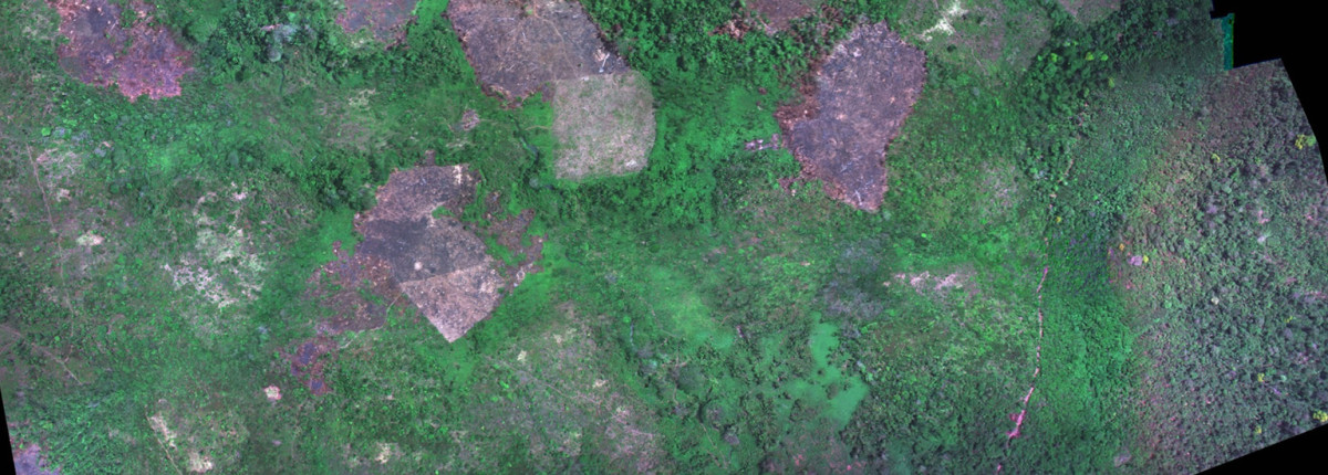 Drone image from study shows forest with swidden fields.