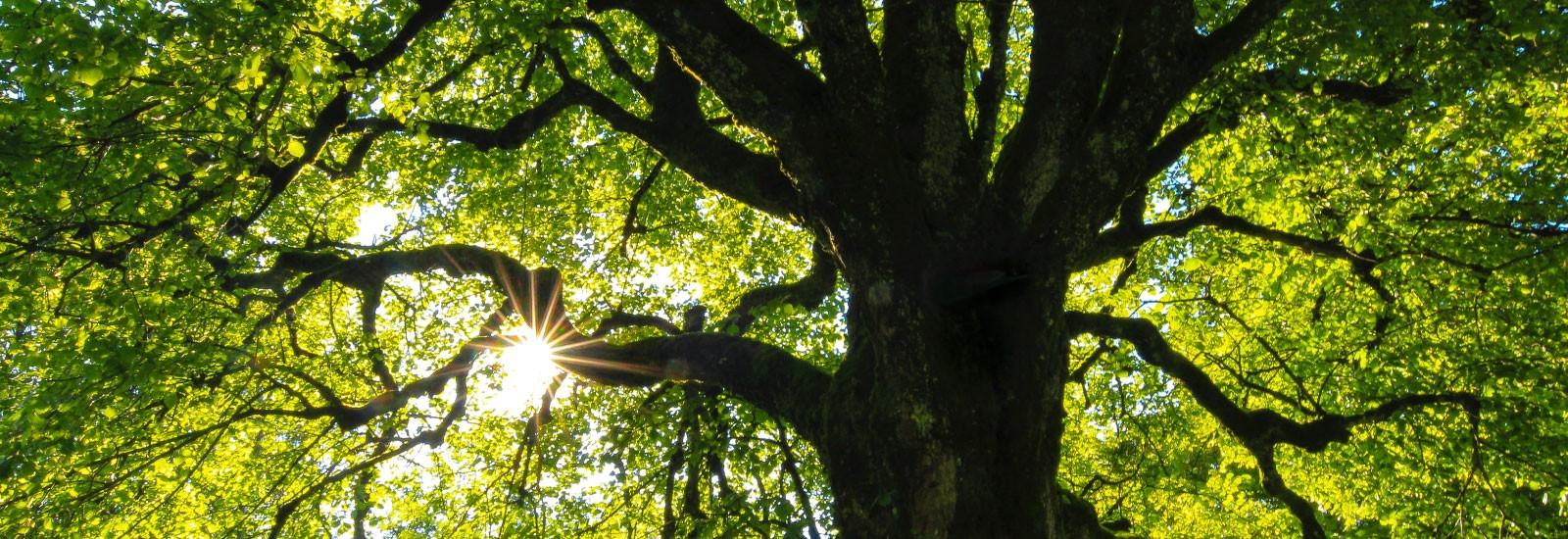 sunlight shining through green leaves with dark tree trunk 