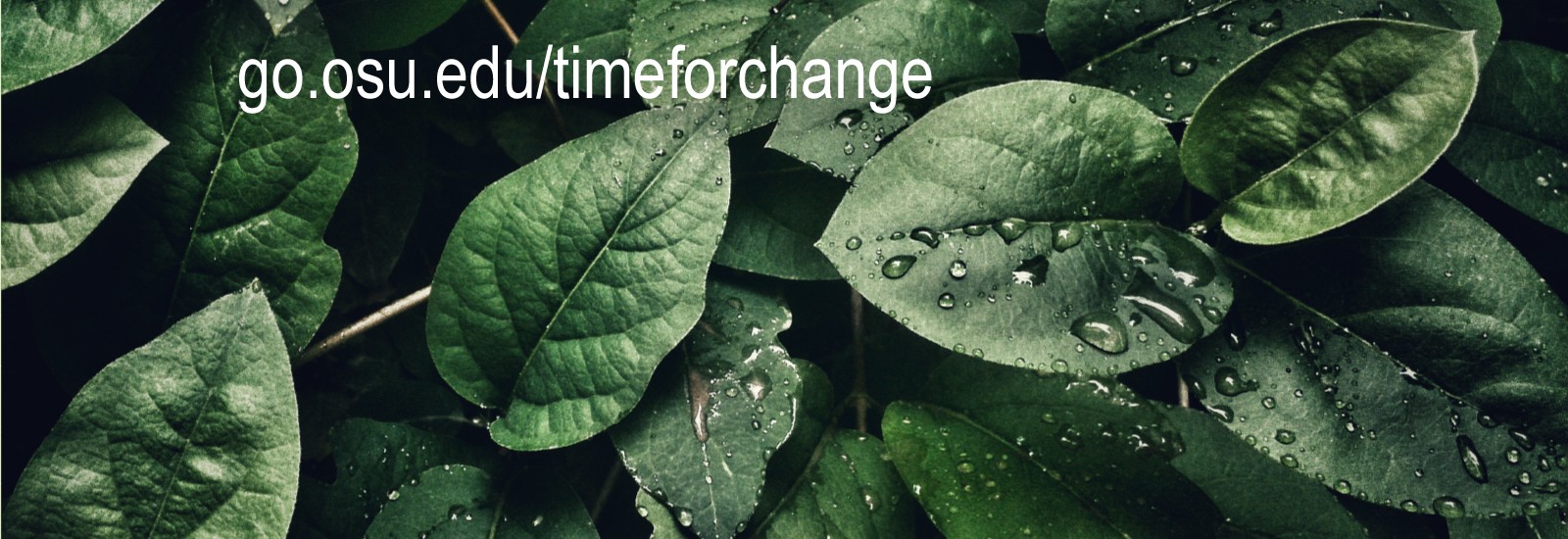 go.osu.edu/timeforchange, leaves with rain droplets