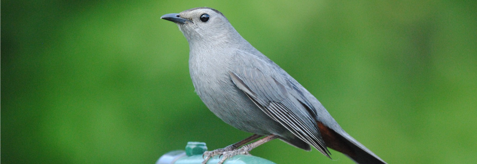 Photo of gray bird.