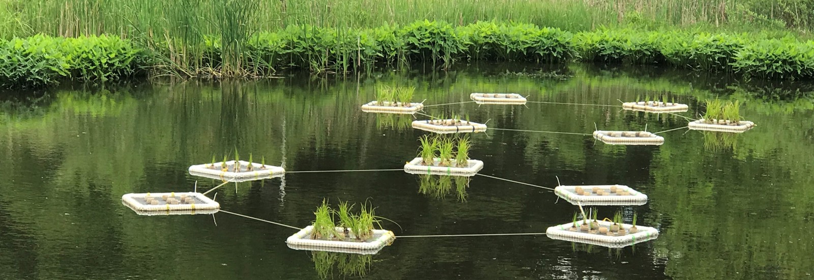 Floating islands at Milliron Research Wetlands at Ohio State Mansfield