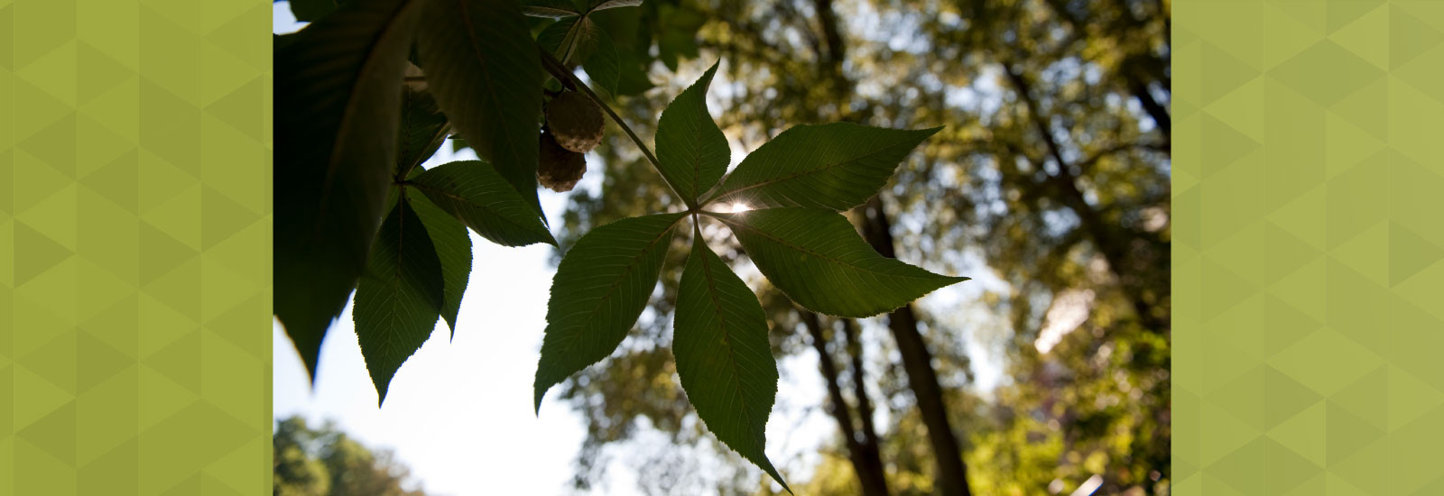 Sunshine through a buckeye tree leaf