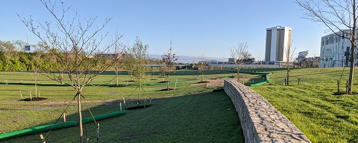grassy area with new trees planted and campus buildings in background