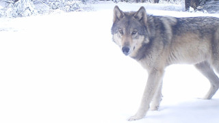 A gray wolf walking in a snow covered forest.