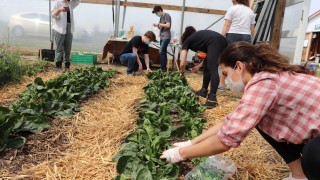 Students working at the Student Farm