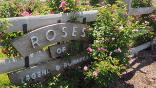 Wooster’s Garden of Roses of Legend and Romance