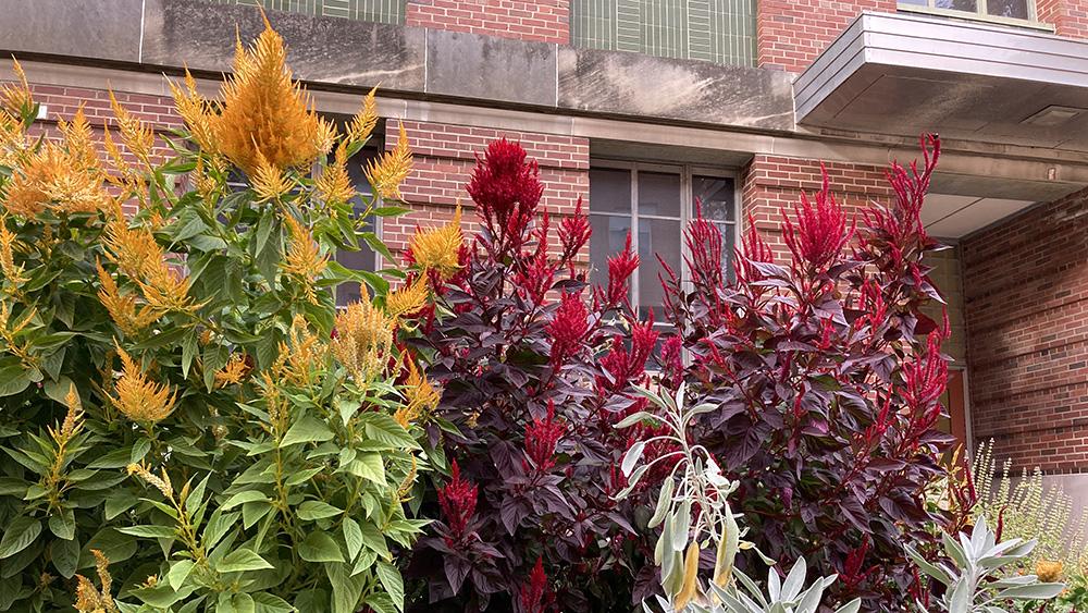 Flower stalks next to brick building