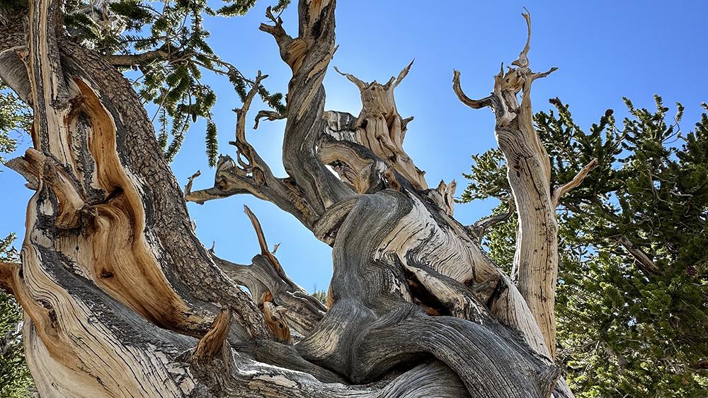 Bristlecone pine tree
