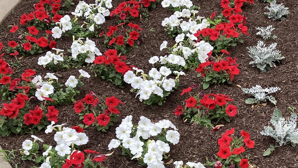 Red, white and gray flowers and plants
