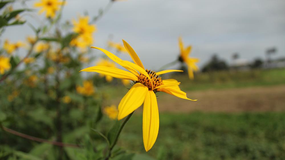 Yellow flowers