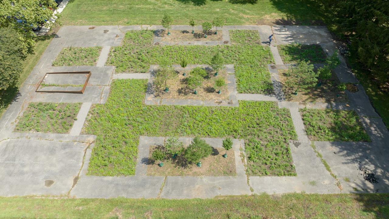 Plants growing between asphalt pathways