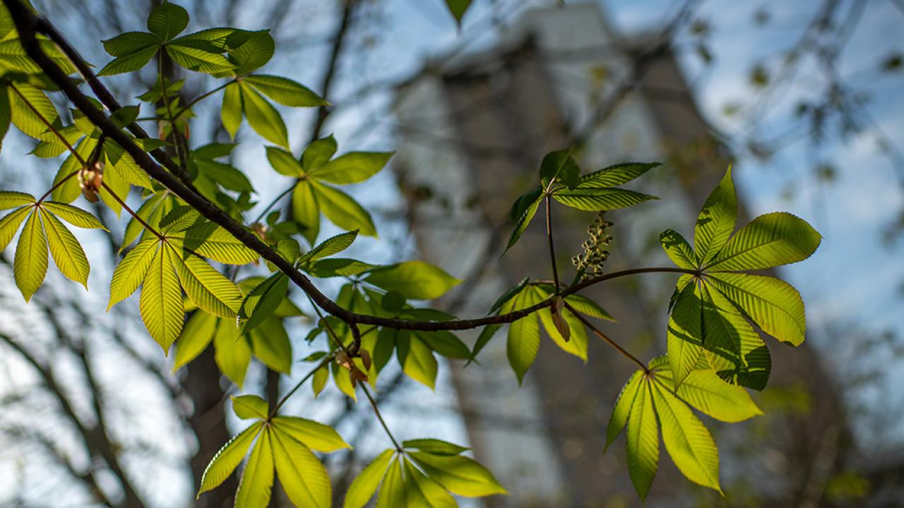 Buckeye tree leaves
