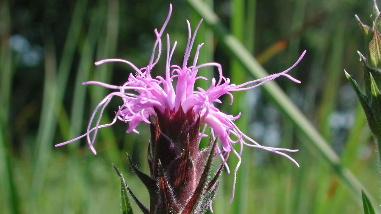Purple flower