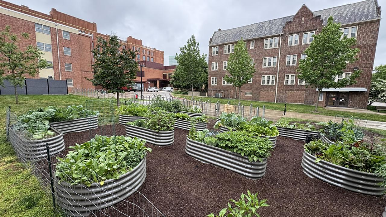 Plants growing in metal containers